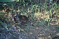 Microtus pennsylvanicus nbii h00362