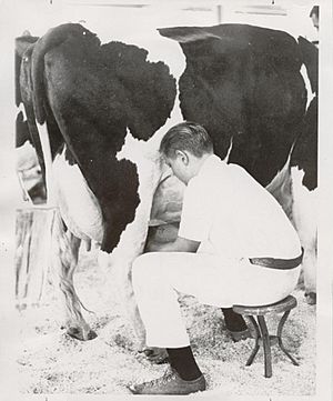 Milking Cow - 1954
