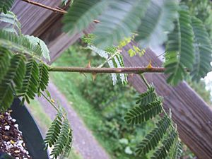 Mimosa-tenuiflora-thorns