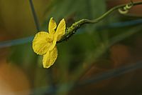 Momordica charantia - female flower - side view 01