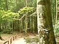 Nationalpark Jasmund Ansicht