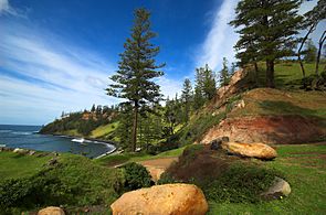 Norfolk-Island-Pines