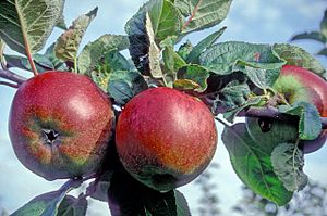 Norfolk Biffin Facts for Kids