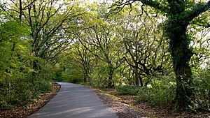 Norleywood Road (geograph 3739613).jpg