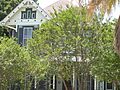 Oliphant-walker-house-austin