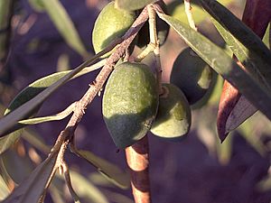 Olive-tree-fruit-august-0