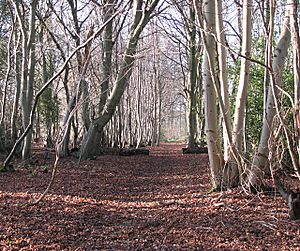 One of the paths traversing Lower Wood Nature Reserve - geograph.org.uk - 1614916.jpg