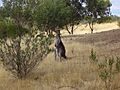 Onkaparinga NP Kangaroo