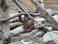 Orang-Utan-Baby Muenster