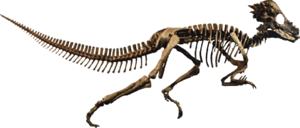 Pachycephalosaurus Clean