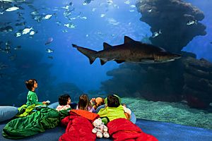 Palma Aquarium-Canguro Tiburón