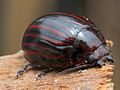 Paropsisterna nigerrima alternataGisborne