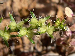 Pectocarya setosa 3.jpg