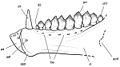Pegomastax africana lower jaws reconstruction