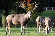 Pere David Deer - Woburn Deer Park (5115883164).jpg