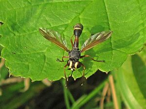 Bombus morio Facts for Kids
