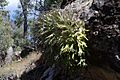 Platycerium veitchii