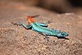 Platysaurus relictus1