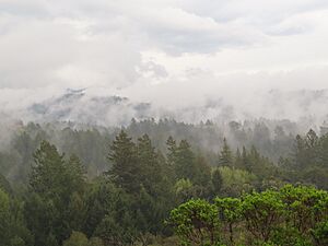 Portola Redwoods State Park in March 2020