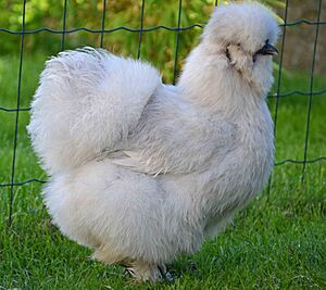 Poule Soie gris perle