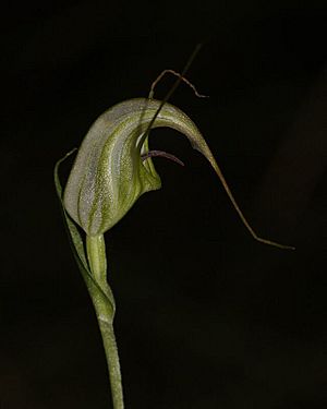 Pterostylis tenuissima.jpg