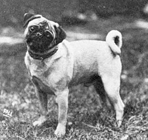 Pug from 1915