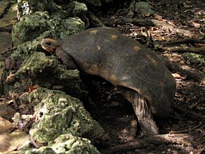 Red-footed Tortoise in Barbados 02
