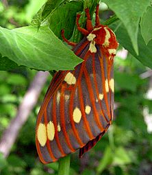 Royal Walnut Moth-Citheronia regalis- TxCounty Missouri