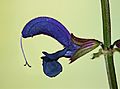 Salvia pratensis 006