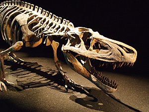 Saurosuchus