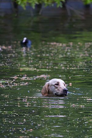 Schwimmender Hund- Golden Retriever (26276447564)