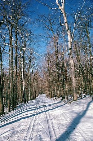 Skidefond montstbruno