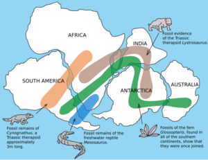 Snider-Pellegrini Wegener fossil map