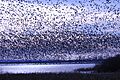 Snow goose migration at Squaw Creek National Wildlife Refuge, Feb 2013, 25