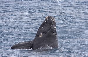 Southern Right Whale (Eubalaena australis) (16358018502)