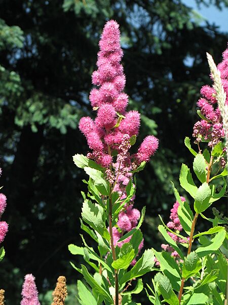 Spiraea douglasii RF