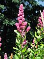Spiraea douglasii RF