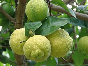 Starr 061105-1365 Citrus limon