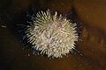 Strongylocentrotus droebachiensis under microscope