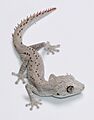 Strophurus wellingtonae