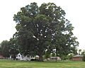 Swampchestnutoak3