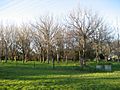 Tamworth orchard