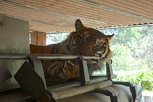 Taronga zoo, Sydney, Australia (38062139505)