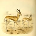 The book of antelopes (1894) Gazella pelzelni