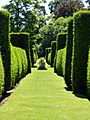 Topiary avenue at Cothay Manor, Somerset