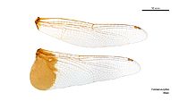 Tramea eurybia male wings (35023014166)