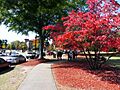 Tuskegee University -campus sidewalk