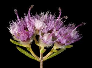 Verticordia densiflora var. densiflora - Flickr - Kevin Thiele.jpg