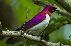 Violet-backed Starling - Mkuze - Natal S4E8871 (22382980057) (cropped).jpg