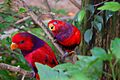 Violet-necked Lory (Eos squamata) -two in tree